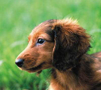 ペットimage photo